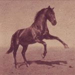 Fury, der schwarze Mustang - Quelle: Film- und Fernsehmuseum Hamburg e.V.